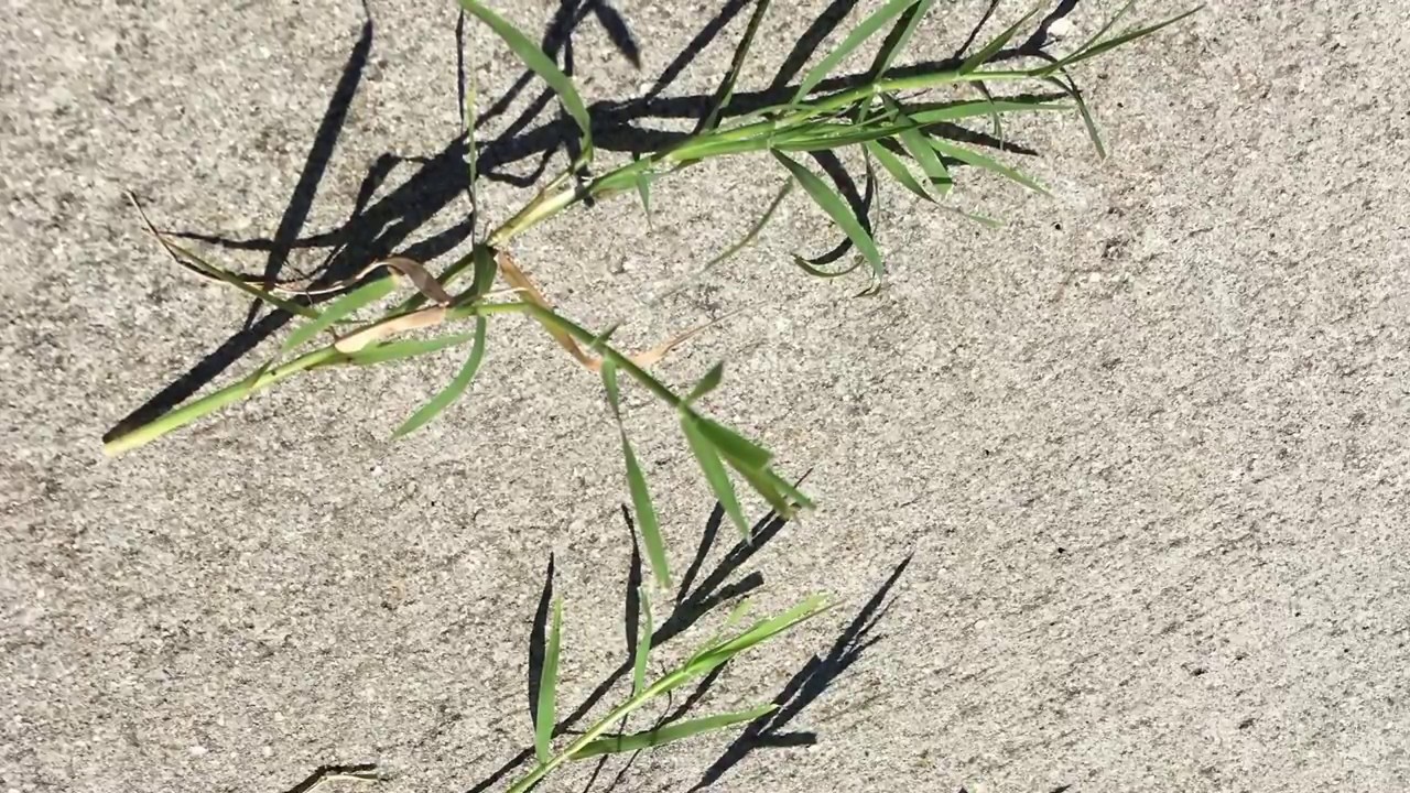 Bermuda control program in tall fescue turf grass + BASF Pylex interview