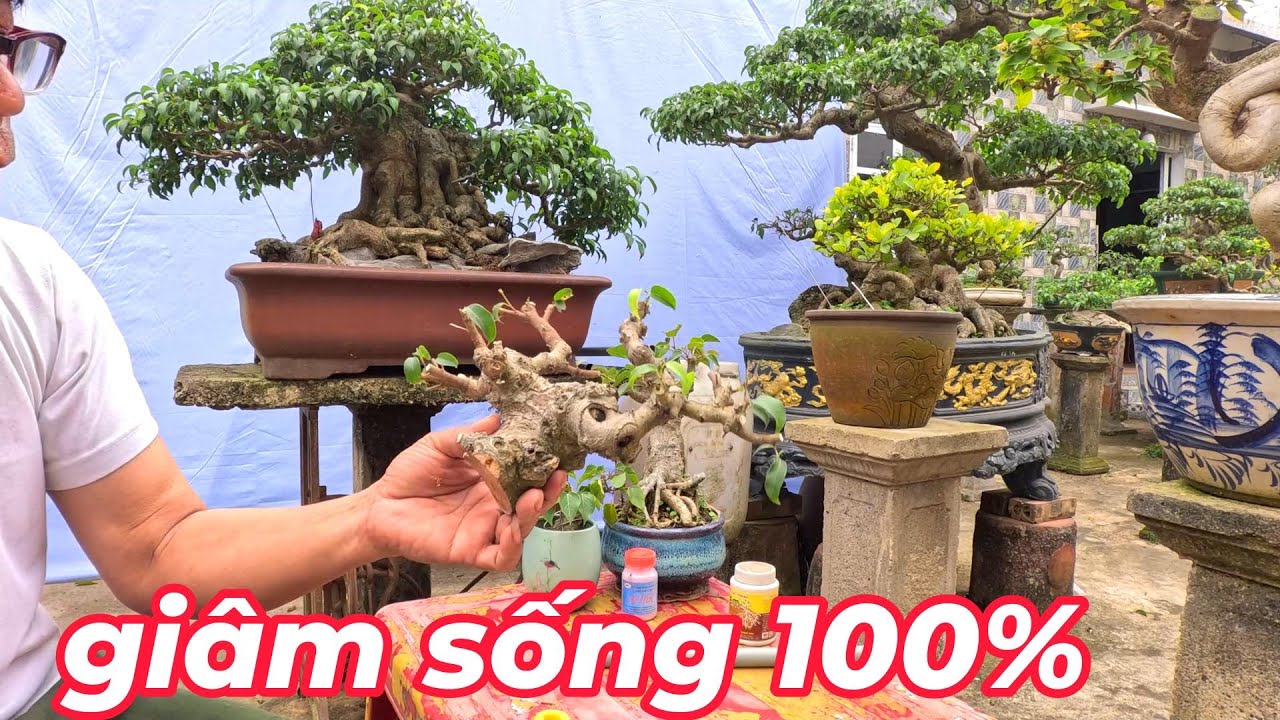 giâm cành cây sống 100% làm bon sai kiếm tiền triệu