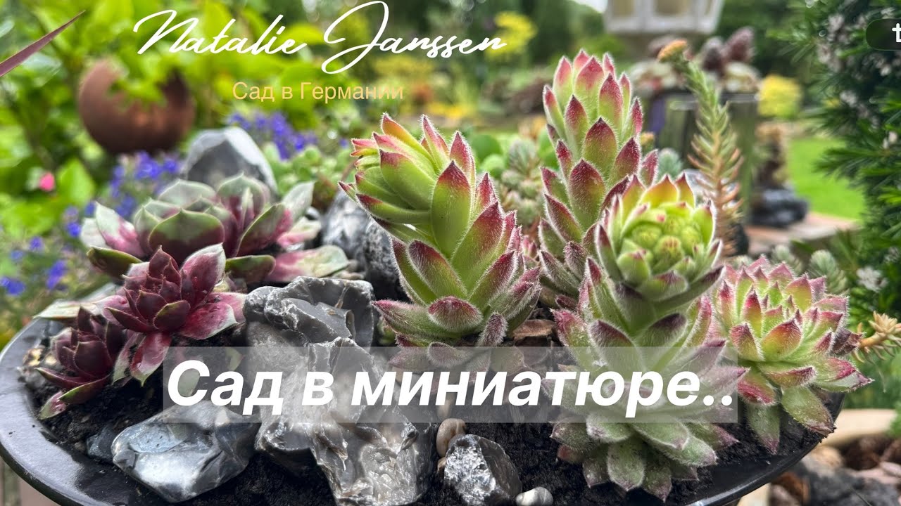 Как изменились садики для каменных роз и очитков/ мои композиции спустя время