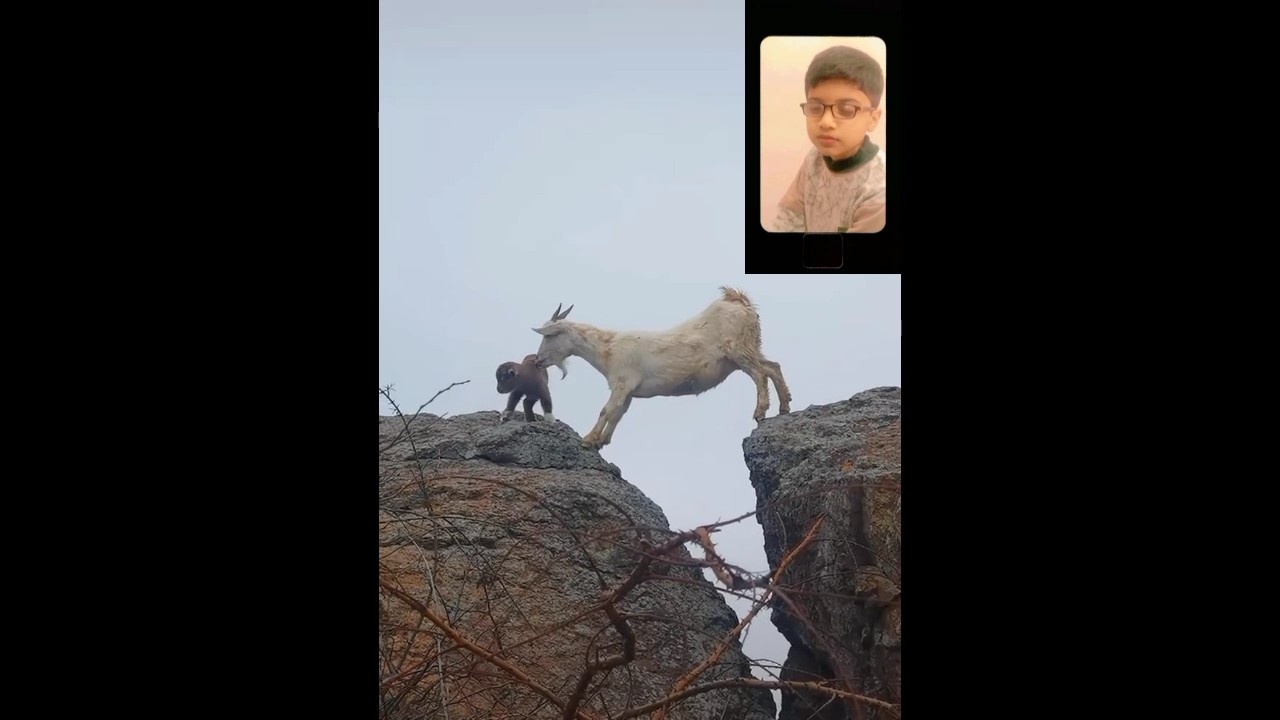 The most polite mountain goat EVER ❤️ #shorts #reaction #ytshort #mountaingoat