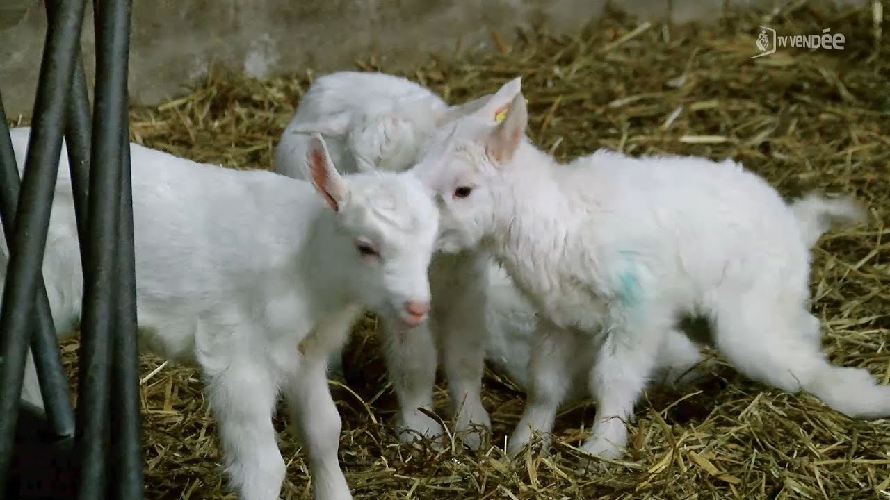 La Ferme des P'tits Caprices se lance dans la glace au lait de chèvre