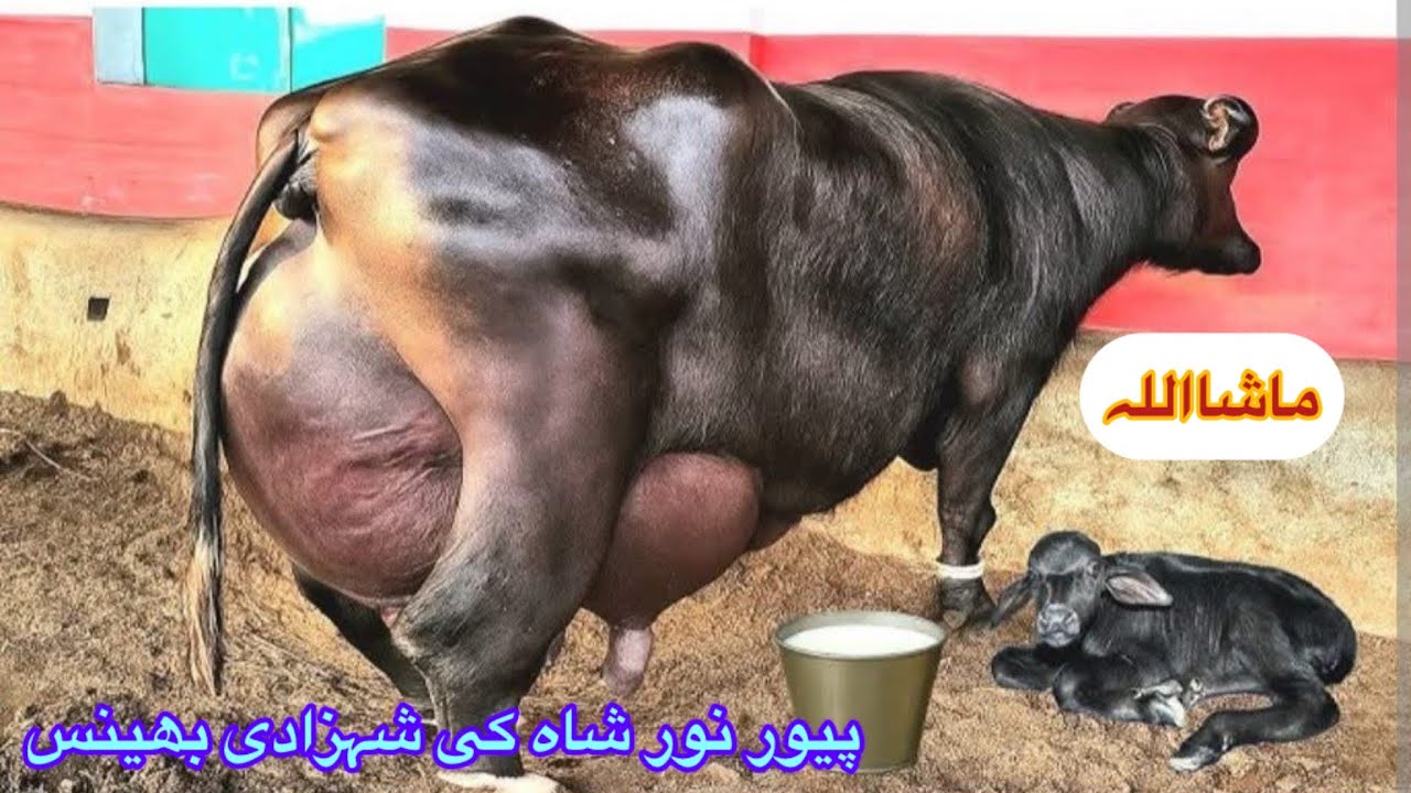 Most Beautiful Big Udar Buffalo Pure Noor Shah For Sale in 92 Animal Tv 03427770977..1 January 2026