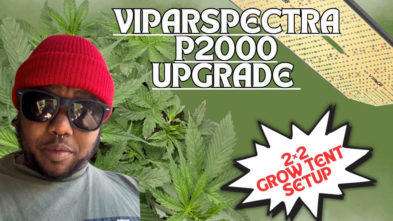 Why My VIPARSPECTRA P2000 LED Totally Changed My 2 &times; 2 Grow Tent Setup