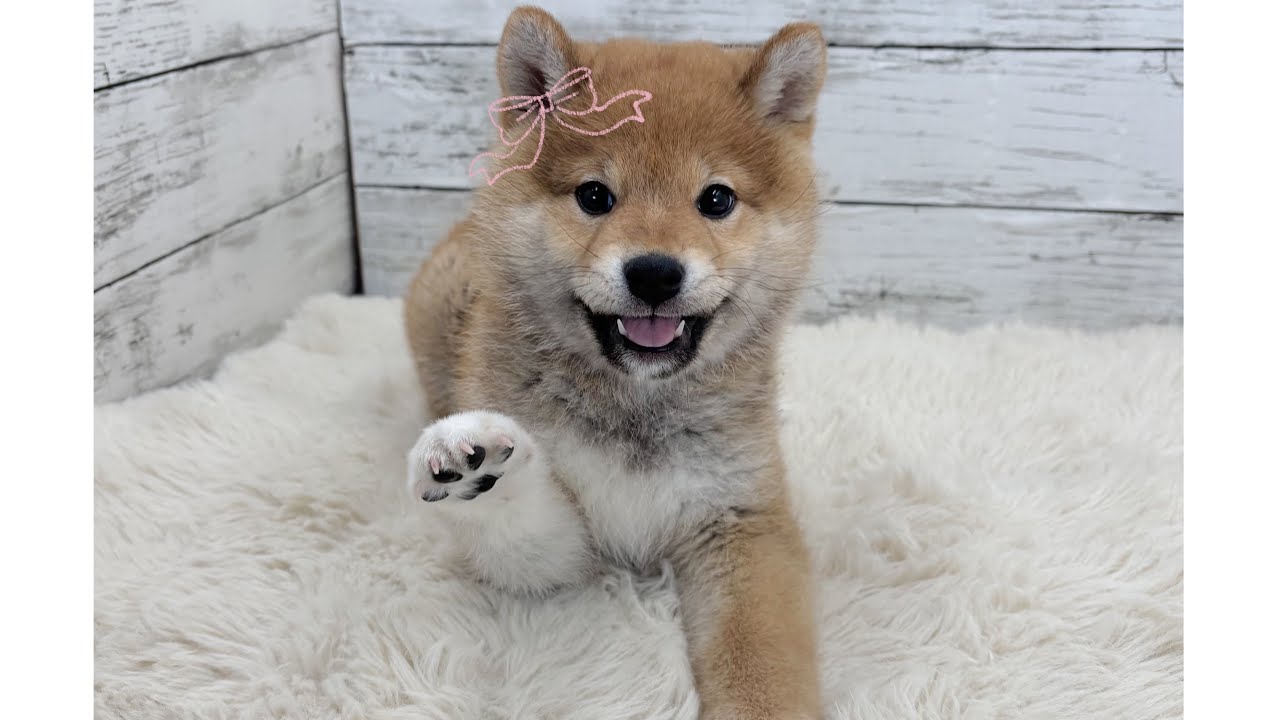 ニコニコフェイスがチャームポイントな柴犬ちゃん🐕💕