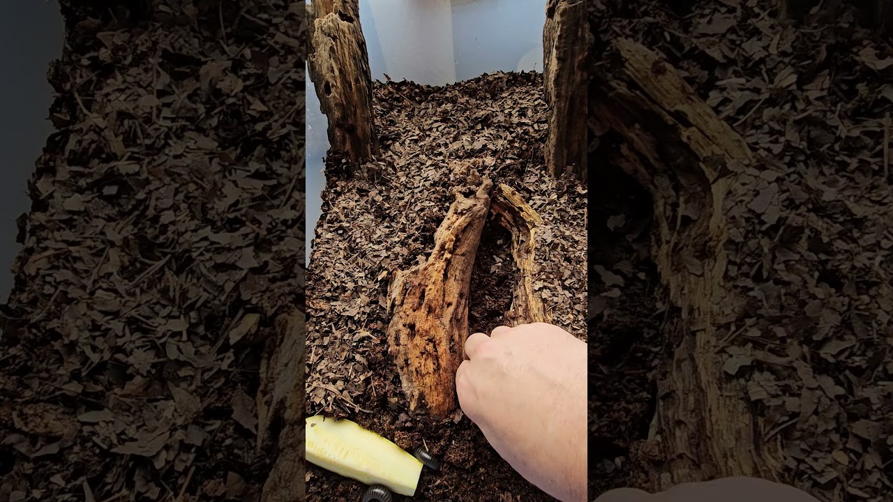 Millipede Set Up Using Vivarium Naturals - Bio Thrive Millipede Substrate.  #isopod #millipede