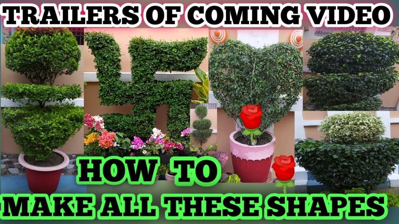 How to plant cutting, shaping and designing//easy way to give beautiful shap.