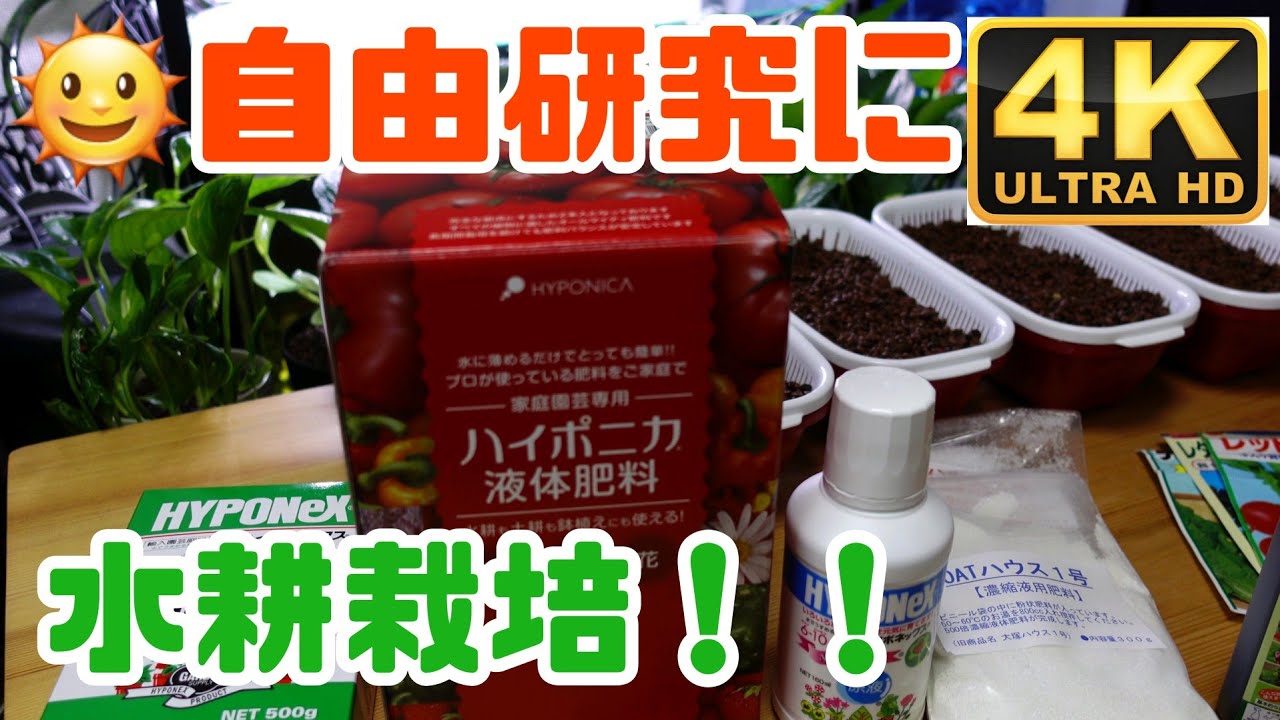 夏休みの自由研究に水耕栽培はいかが？まだ間に合う自由研究テーマ