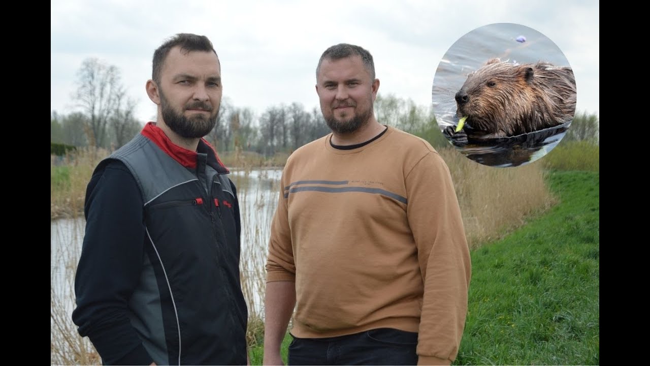 Zalane pola i ogromne dziury. Rolnicy z Żuław Wiślanych mają poważne problemy z bobrami!