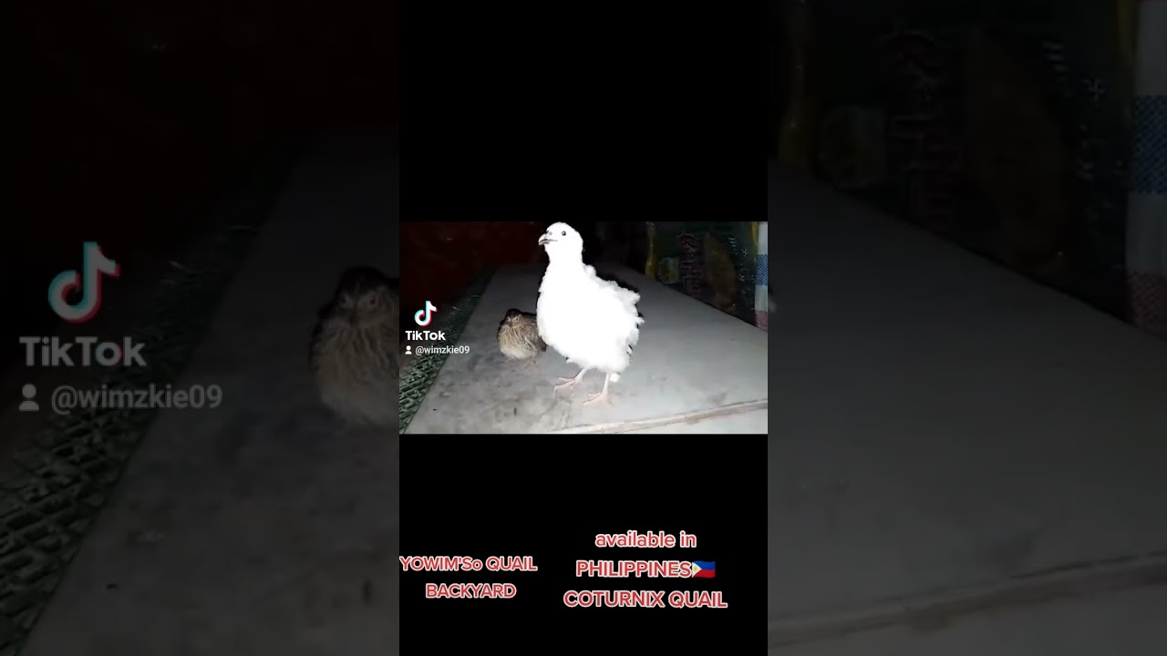 1 of the Biggest Quail in world