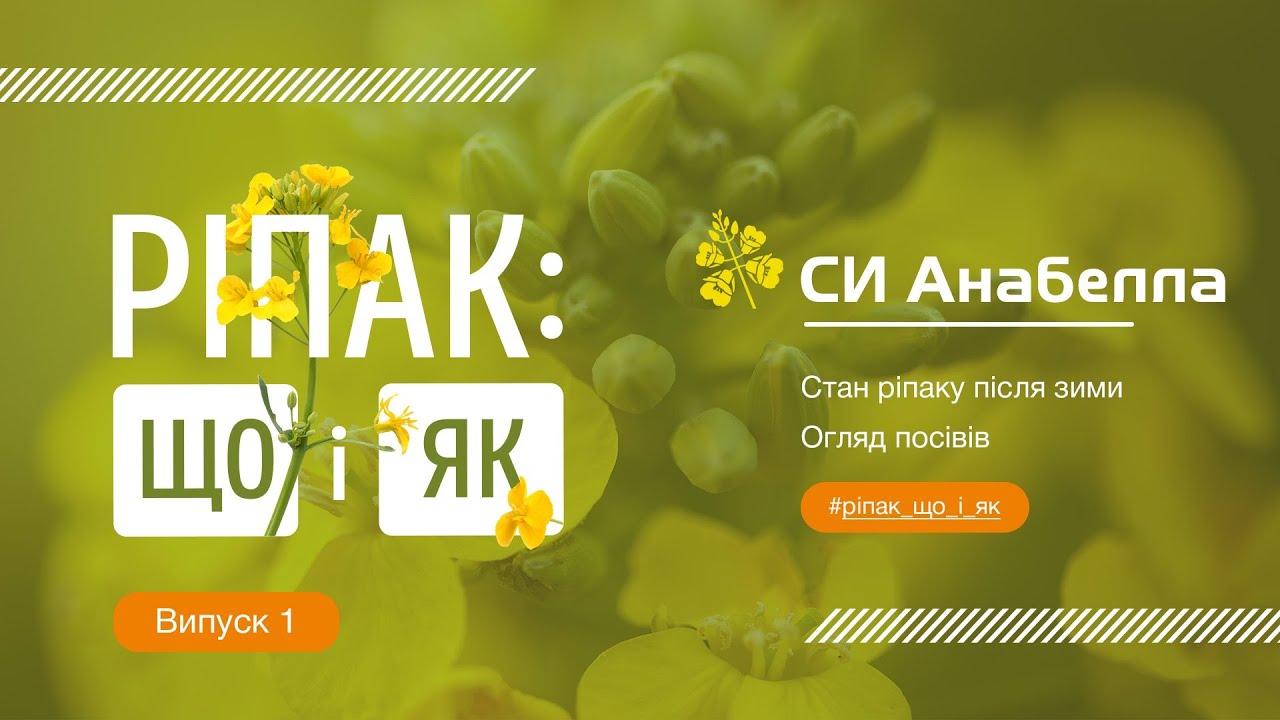 СИ Анабелла: Огляд ріпаку після зими. Південно-східний регіон
