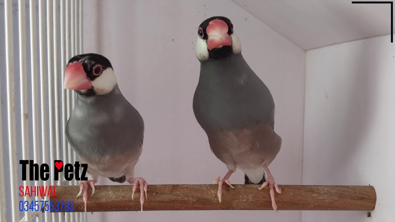 Java Finches grey