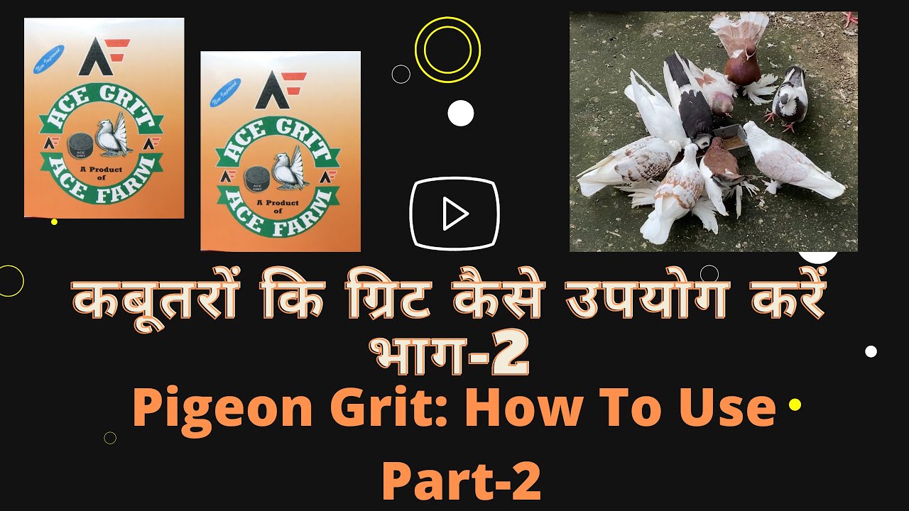 कबूतरों में ग्रिट का उपयोग कैसे करे भाग-2 Pigeon Grit: How To Use Part-2 in Hindi