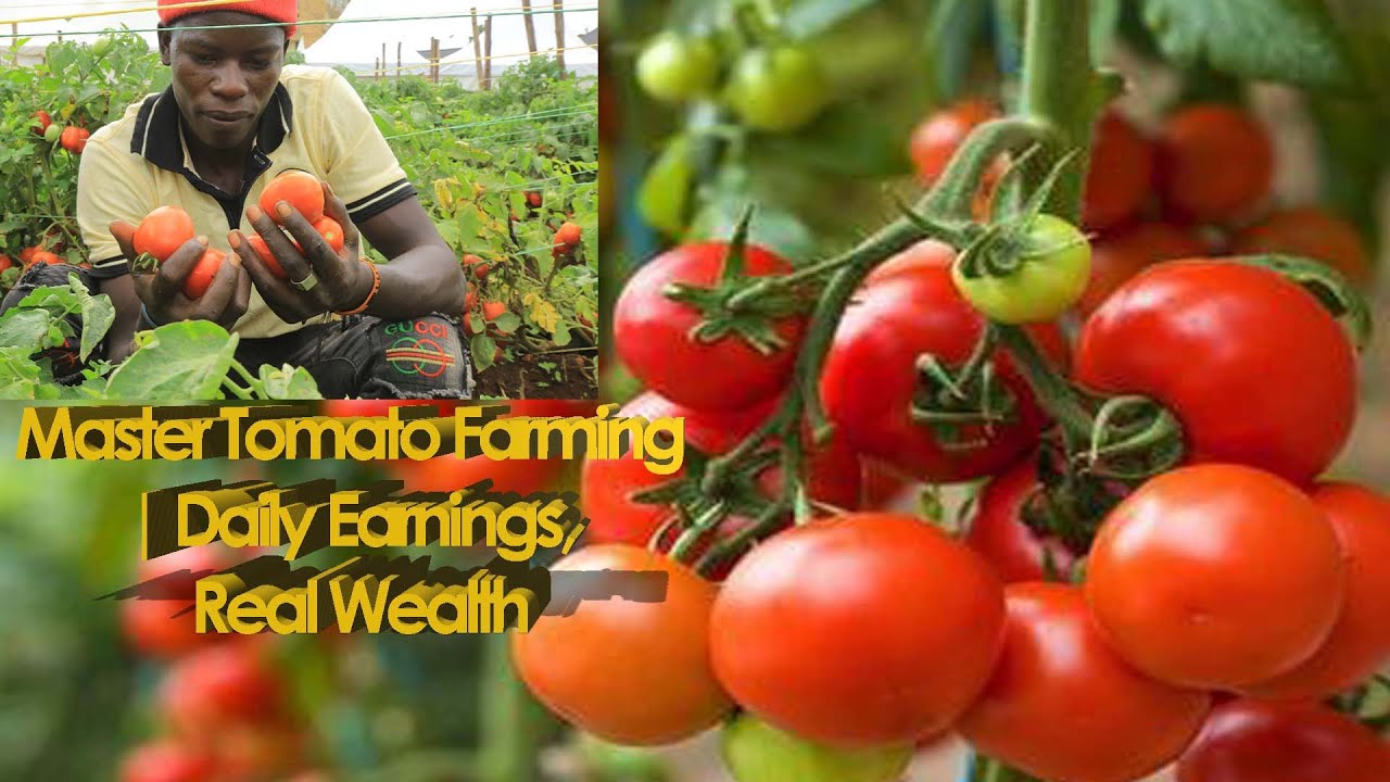 BE YOUR OWN MASTER IN TOMATO FARMING | EARN EVERY DAY | GET RICH#tomatofarming  #organicfarming