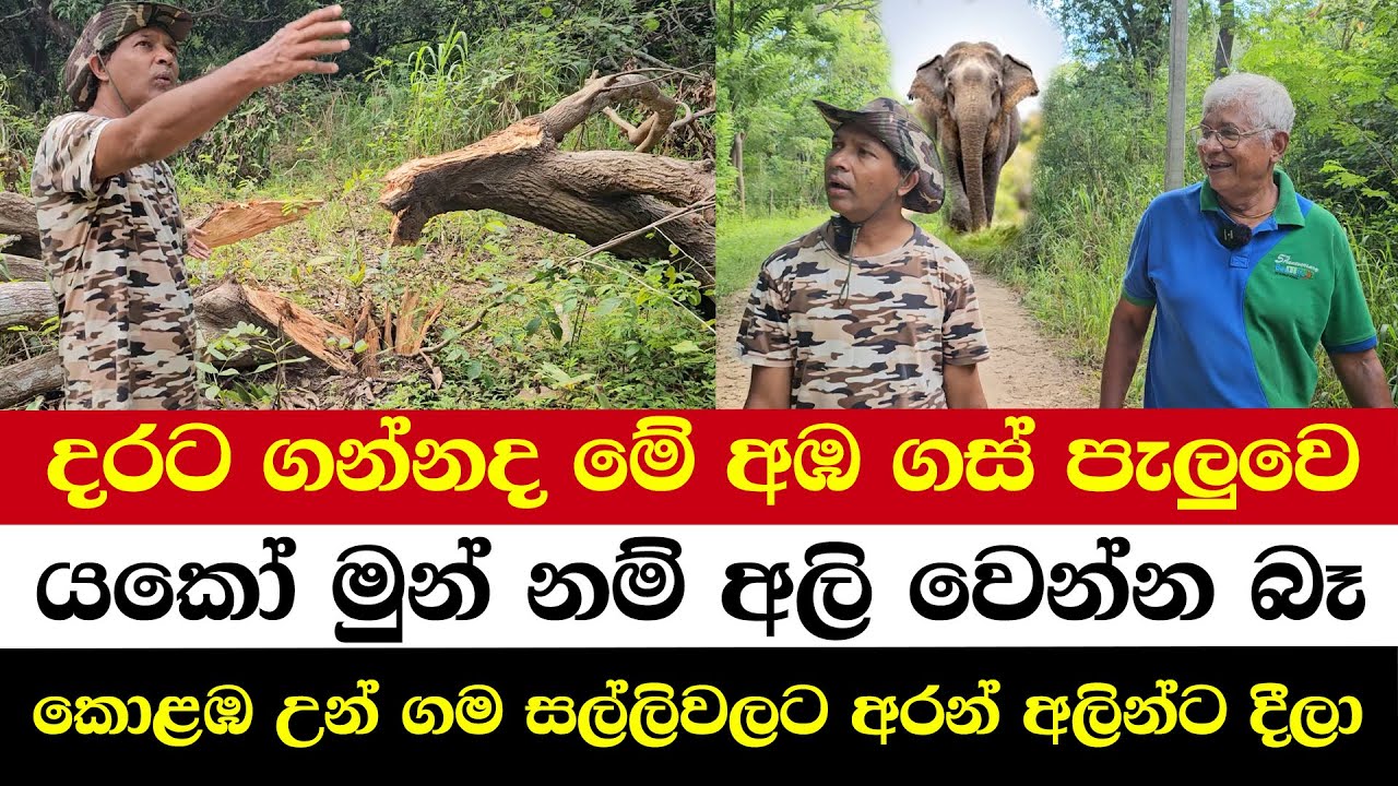 දරට ගන්නද මේ අඹ ගස් පැලුවෙ | යකෝ මුන් නම් අලි වෙන්න බෑ | කොළඹ උන් ගම සල්ලිවලට අරන් අලින්ට දීලා