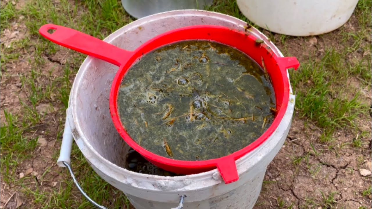 Isırgan Otundan Sıvı Azot Gübresi Nasıl Yapılır Nasıl Uygulanır Püf Noktaları İle 🌱 %100
