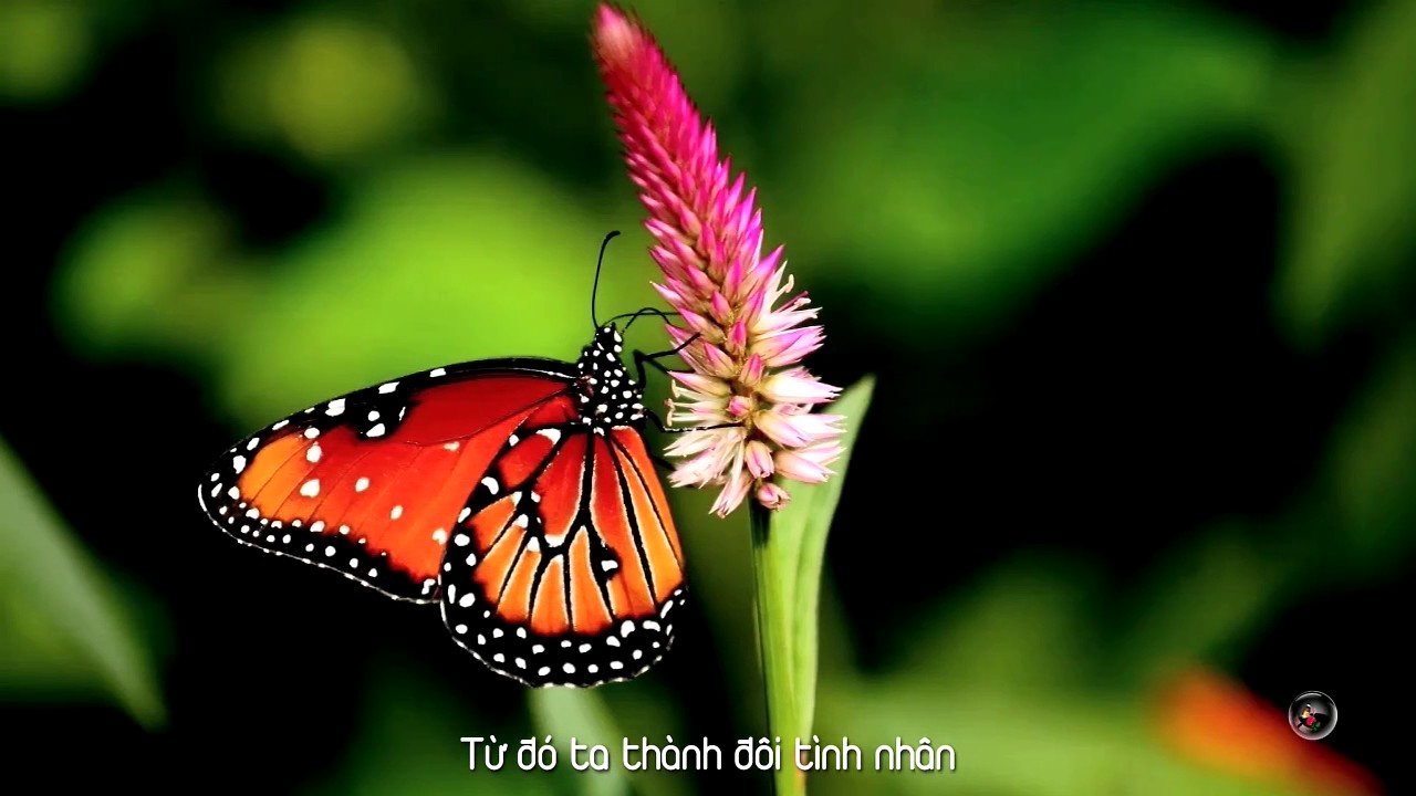 Thái Thanh - Tóc mai sợi vắn sợi dài_nhạc Phạm Duy HD