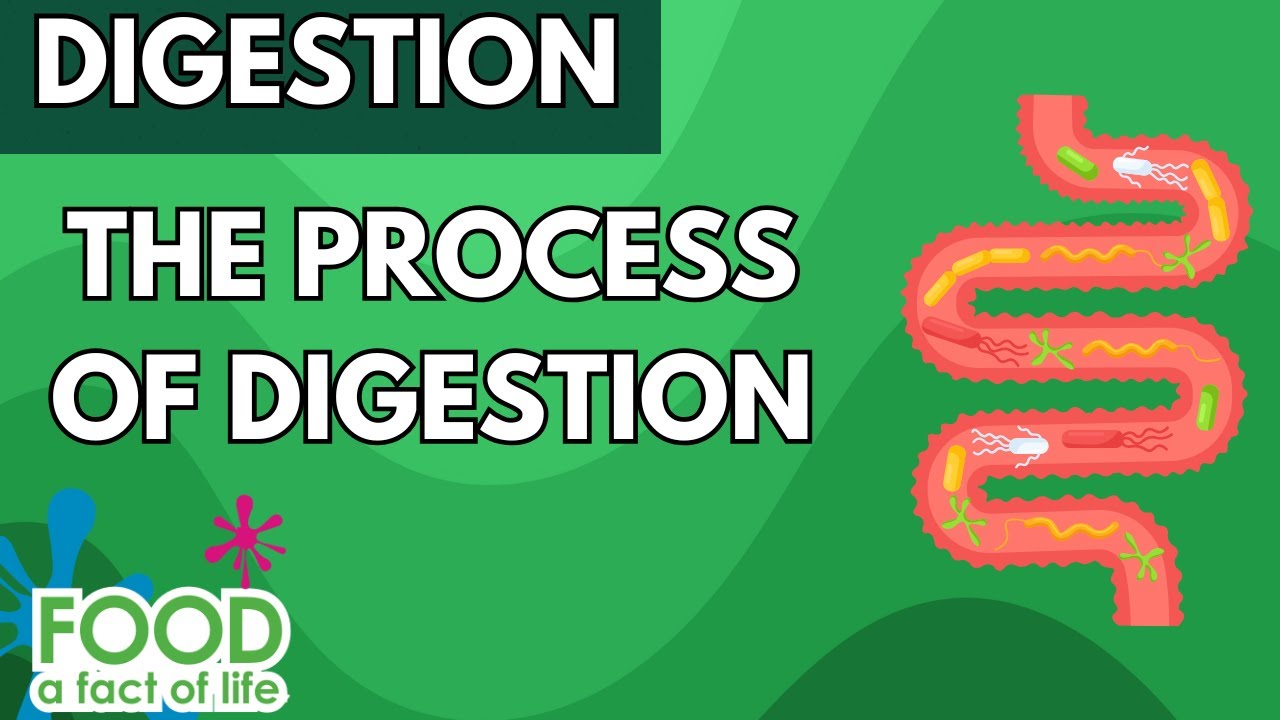 The Process of Digestion