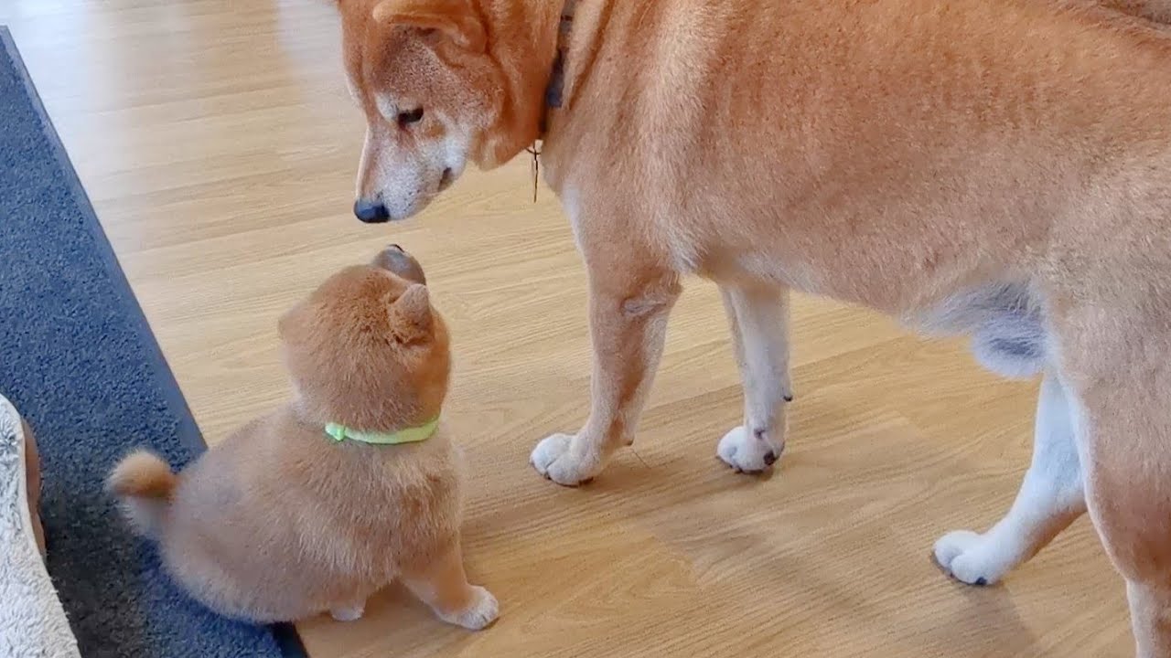 Shiro's 1st signs of Accepting his Potats ❤️