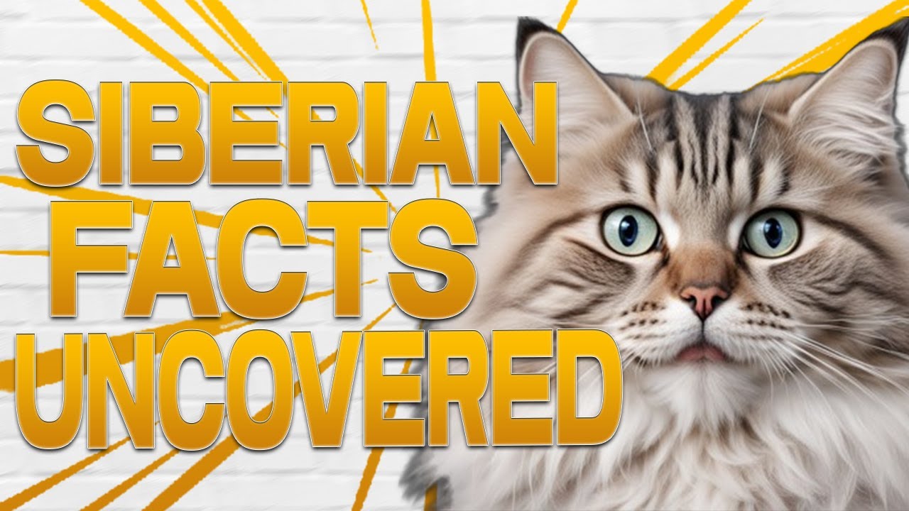 Amazing Facts About Siberian Cats You Didn't Know!