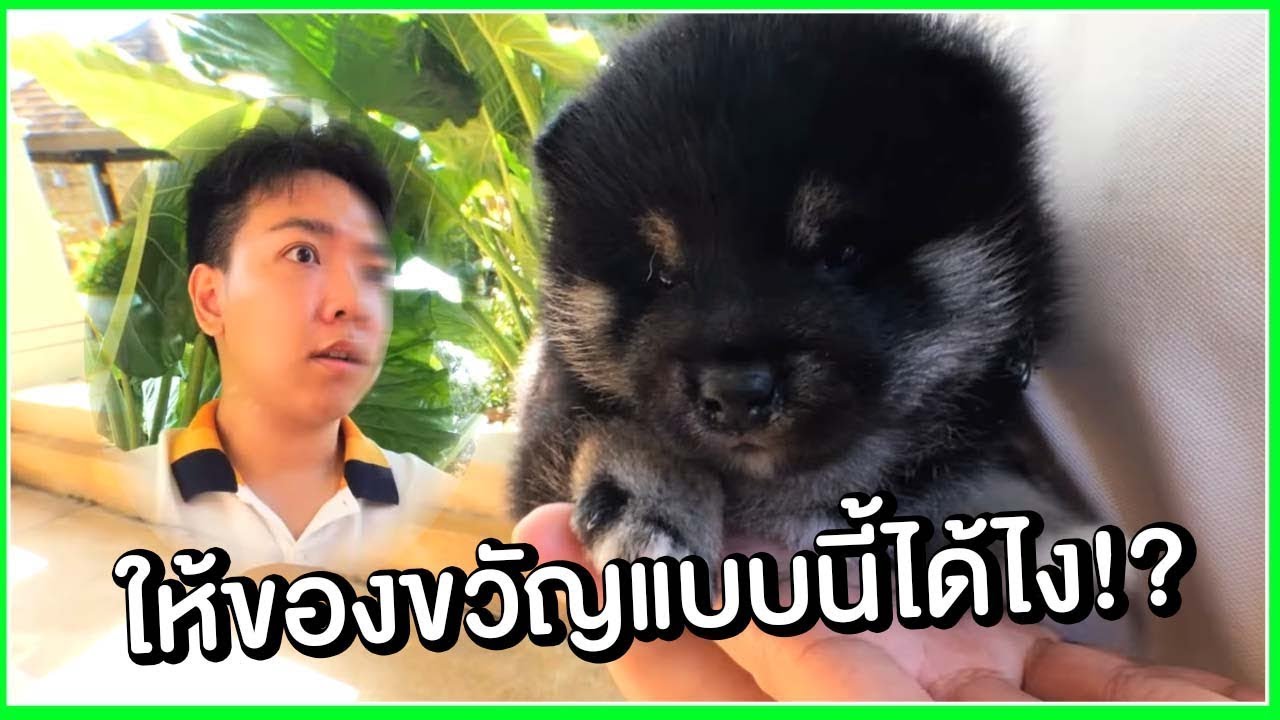 แกล้งเพื่อนด้วยการซื้อหมาชิบะที่ชอบให้เป็นของขวัญ!