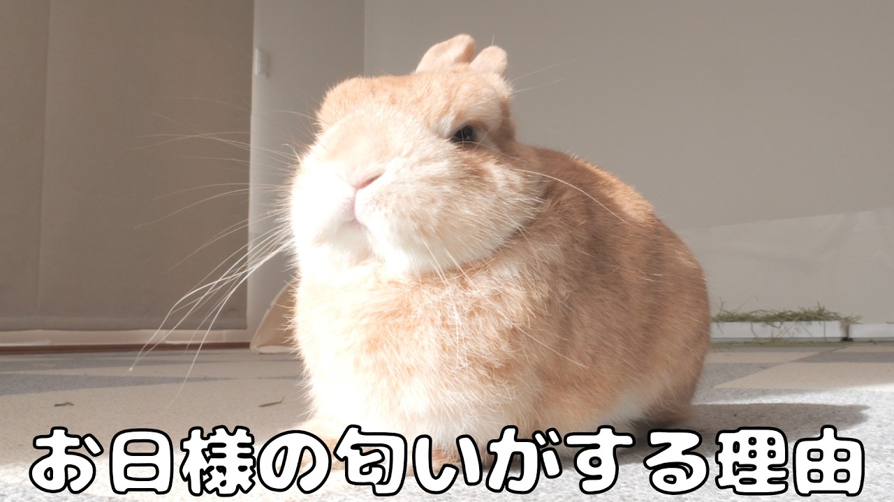 ウサギがお日様の匂いがする理由がわかりました【No.1879】