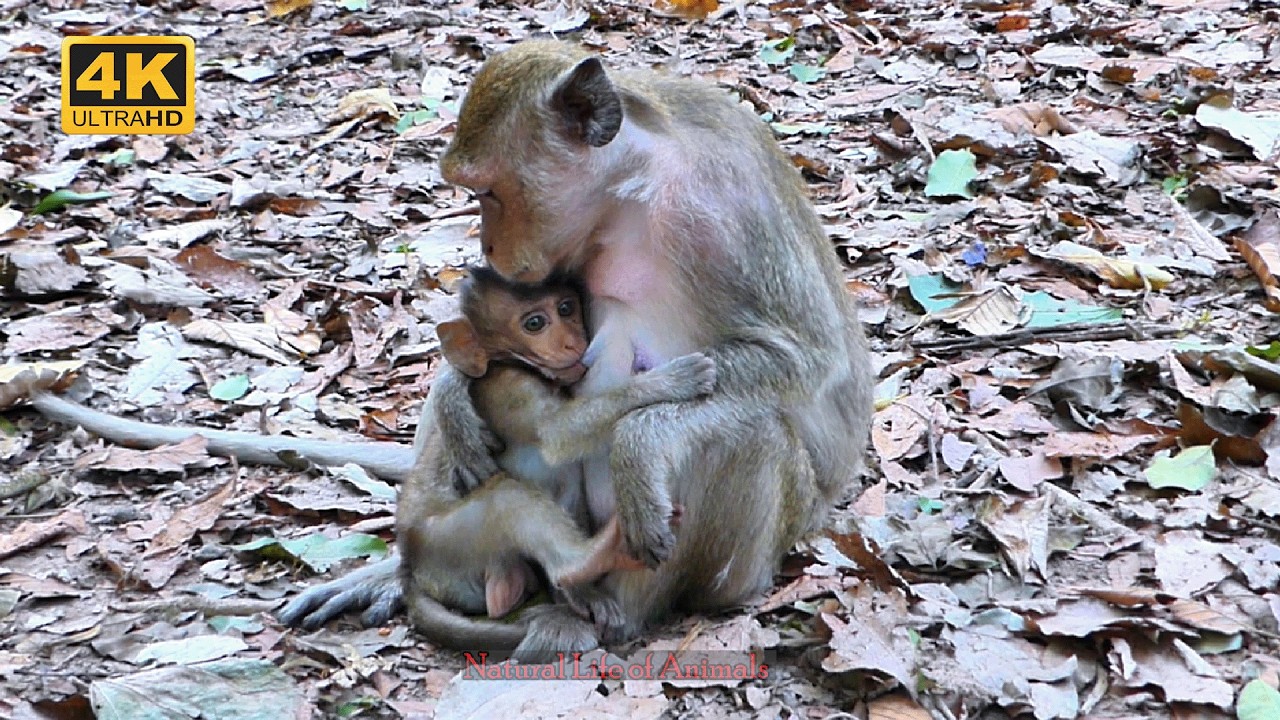 Baby Monkey's First Days: Heartwarming Family Moments | Natural Life of Animals