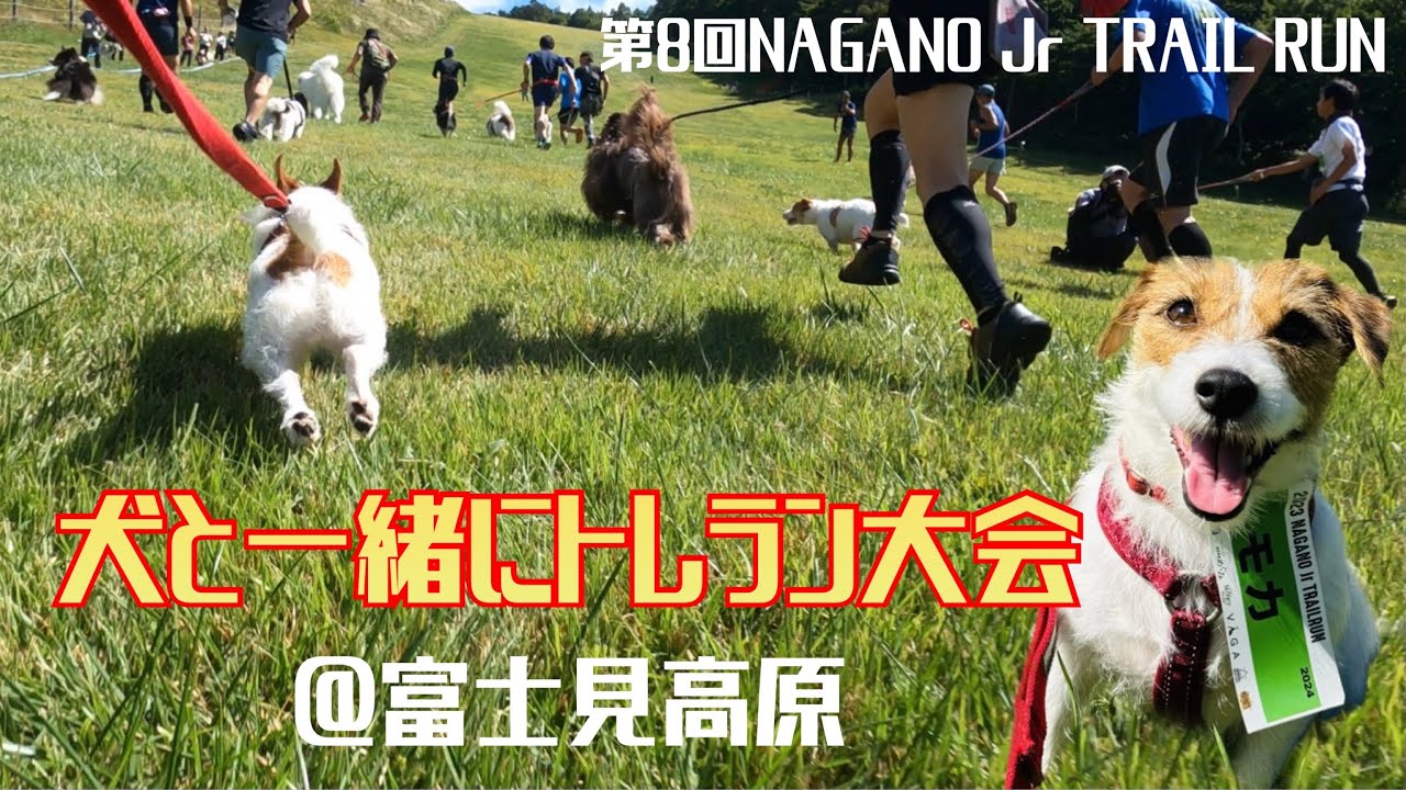 犬と出られるトレラン大会　第8回NAGANO Jr TRAIL RUN in 富士見高原 3-4km / Trail running race with dog in Japan