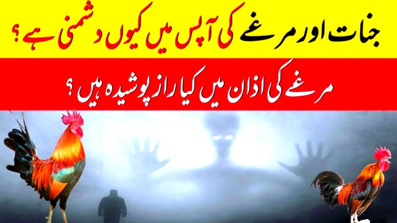 Jinnat Murga Se Kyu Darte Hain | Jinnat Aur Murga Ki Dushmani | Hazrat Ali Ne Farmaya| info at haris