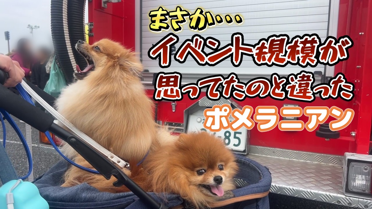 まさかの規模のイベントに、動揺を隠せないポメラニアン【お散歩】