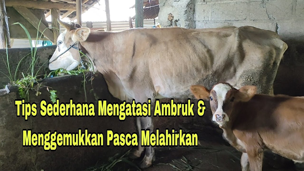 Tips Sederhana Mengatasi Sapi Ambruk dan Menggemukkan Setelah Melahirkan.