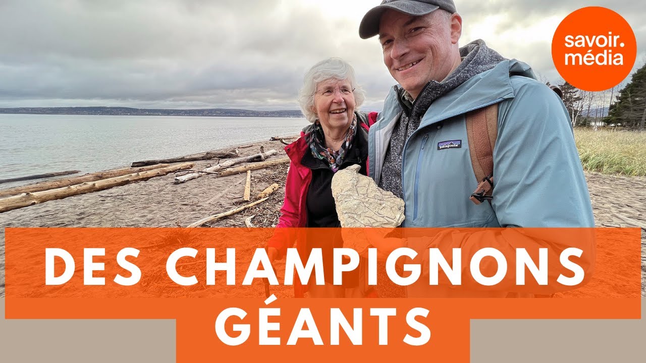 Des champignons géants - La préhistoire du Québec