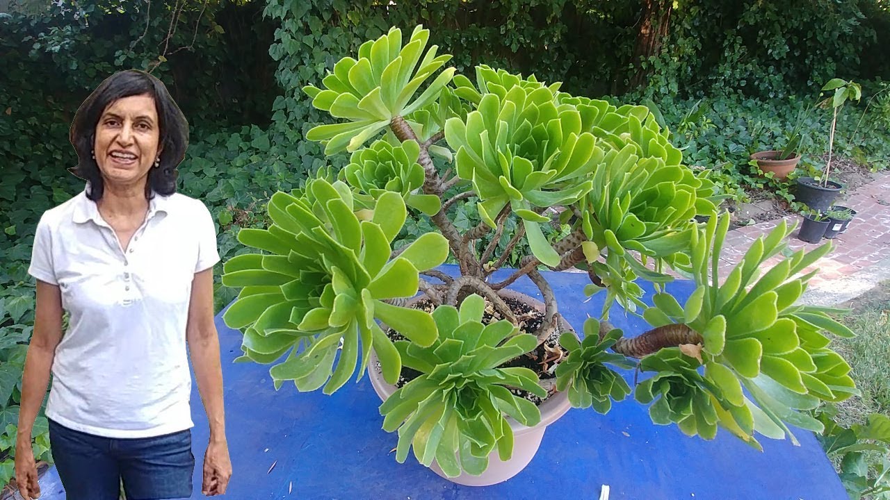 Fixing a Common Aeonium (succulent) problem (with updates)