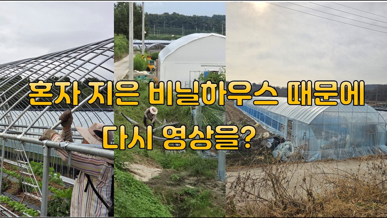 혼자 지은 비닐하우스 때문에 다시 영상을?