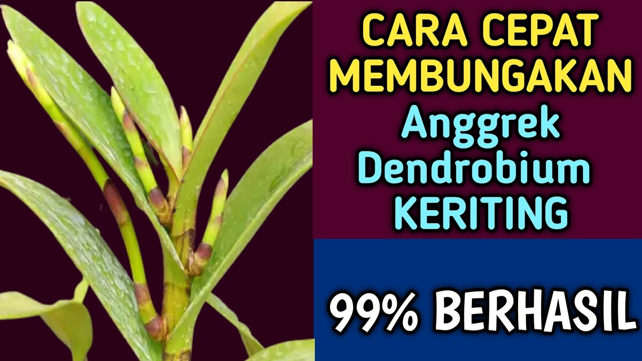 CARA CEPAT Membungakan Anggrek DENDROBIUM KERITING