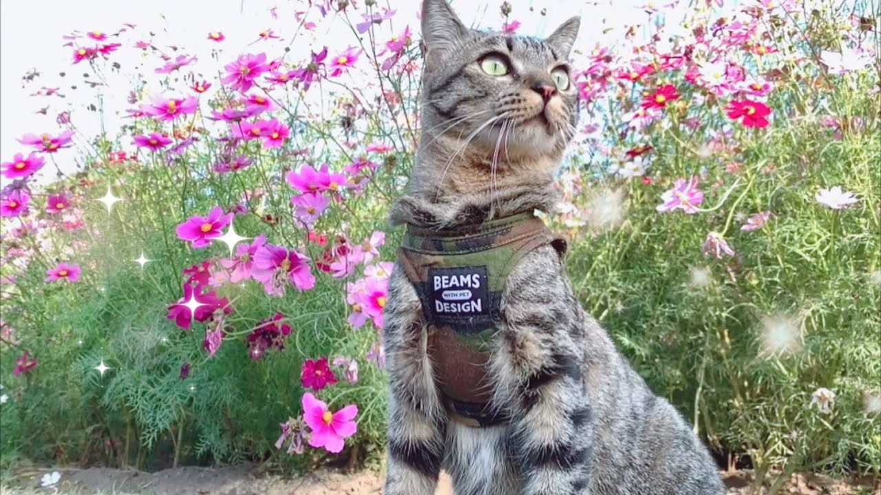 【ご機嫌】散歩中にハンターの血が騒ぎだす猫　Happy walk with dog and cats