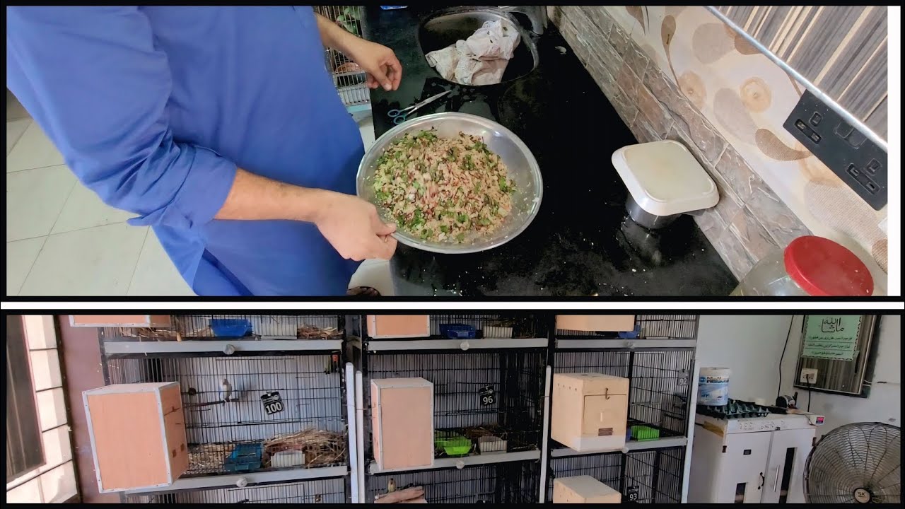 Birds Nesting & Incubator Eggs 🥚 | Cage Setup + Anti-Mite Care 🐦✨