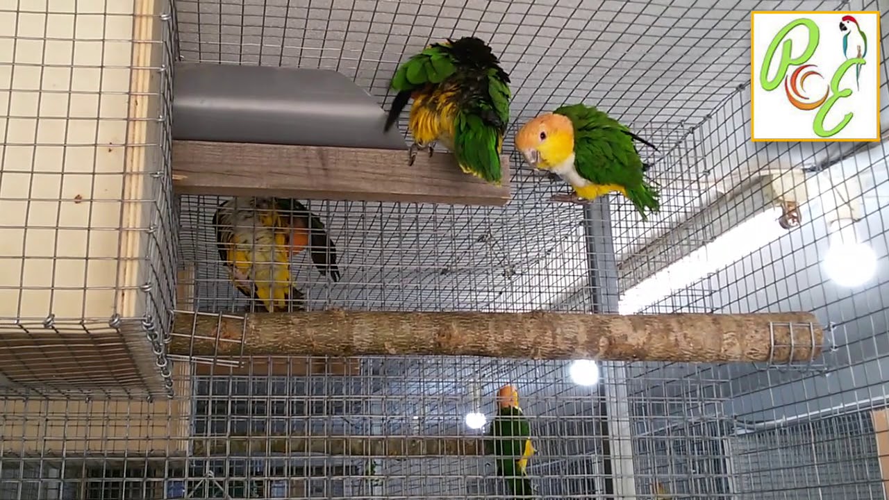 Marianinhas de Cabe&ccedil;a Amarela