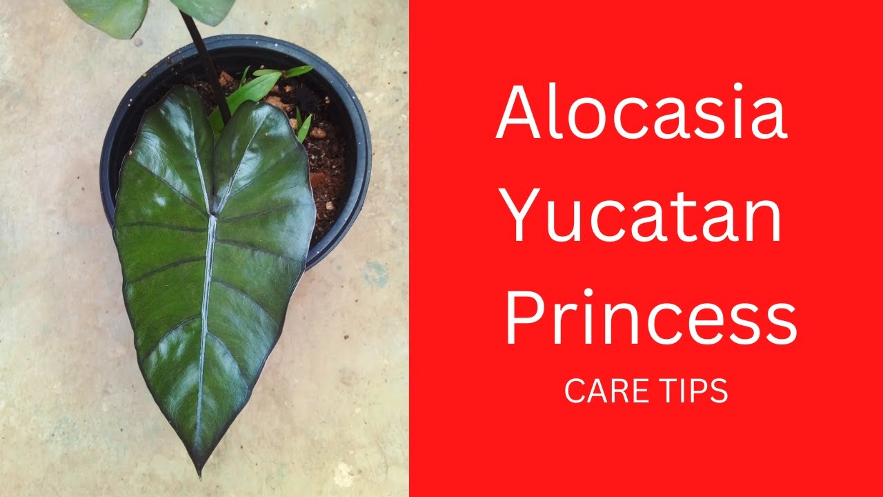 || ALOCASIA YUCATAN PRINCESS || CARE TIPS ||