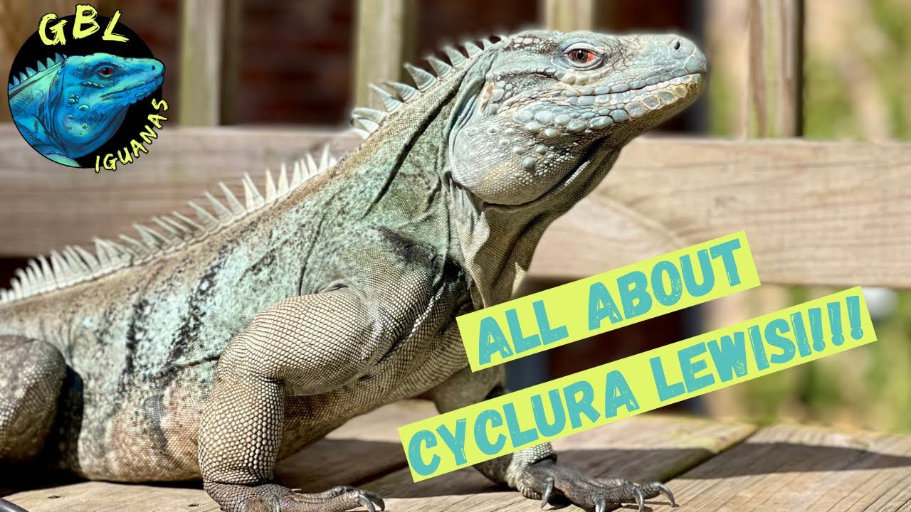 SPECIES SPOTLIGHT: GRAND CAYMAN BLUE ROCK IGUANA, CYCLURA LEWISI
