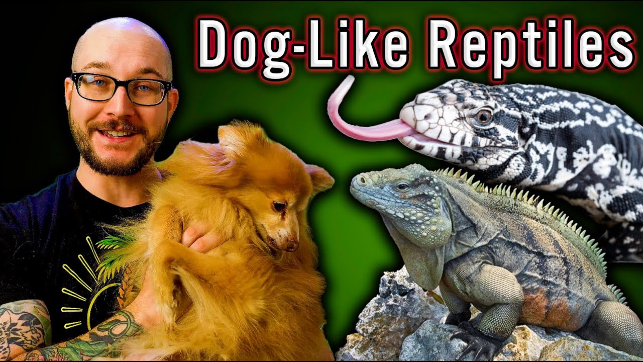 5 Reptiles That Act Like Dogs | No Fur, No Allergies, All The Love