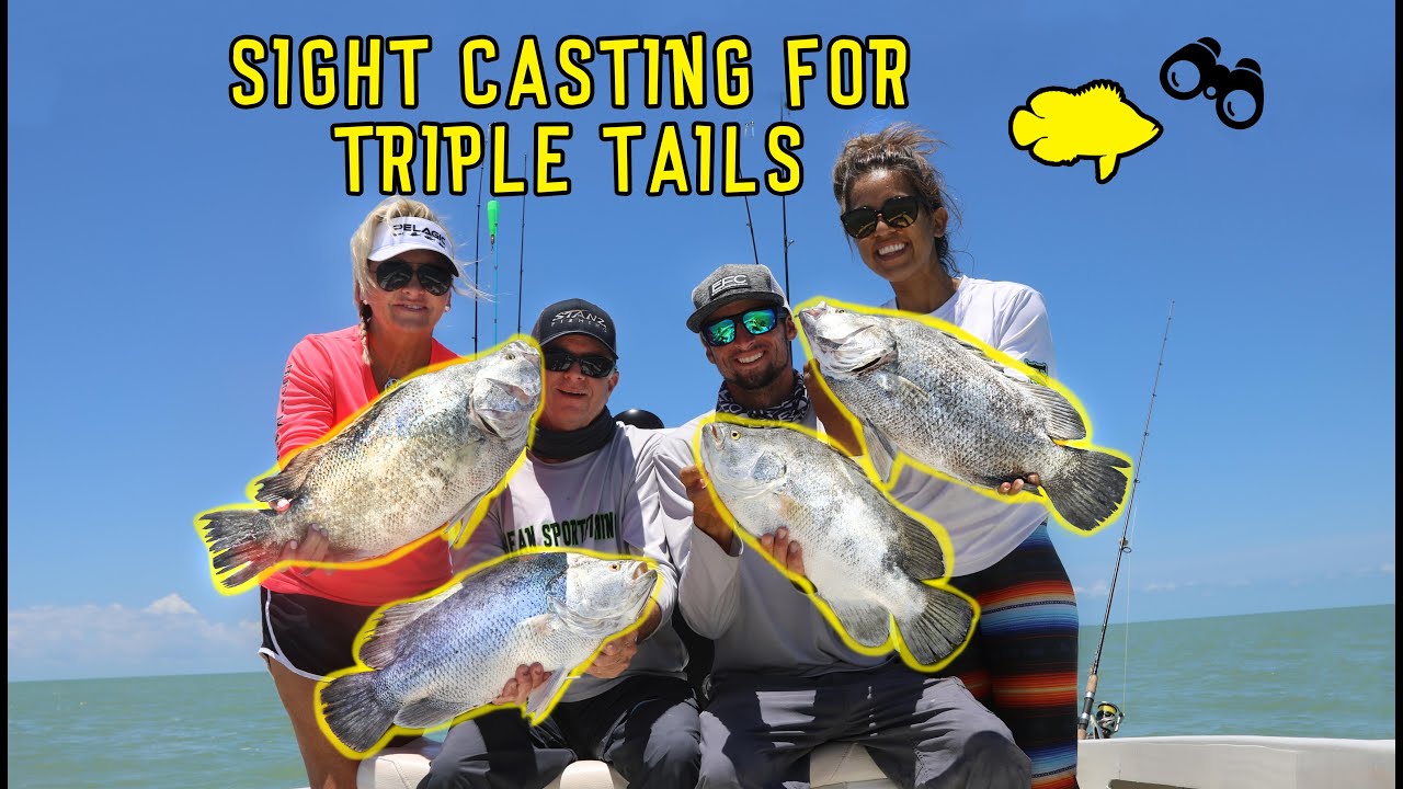 *Sight Casting* for BIG TRIPLE TAILS  {Catch, Clean, Cook} / BEST eating fish!