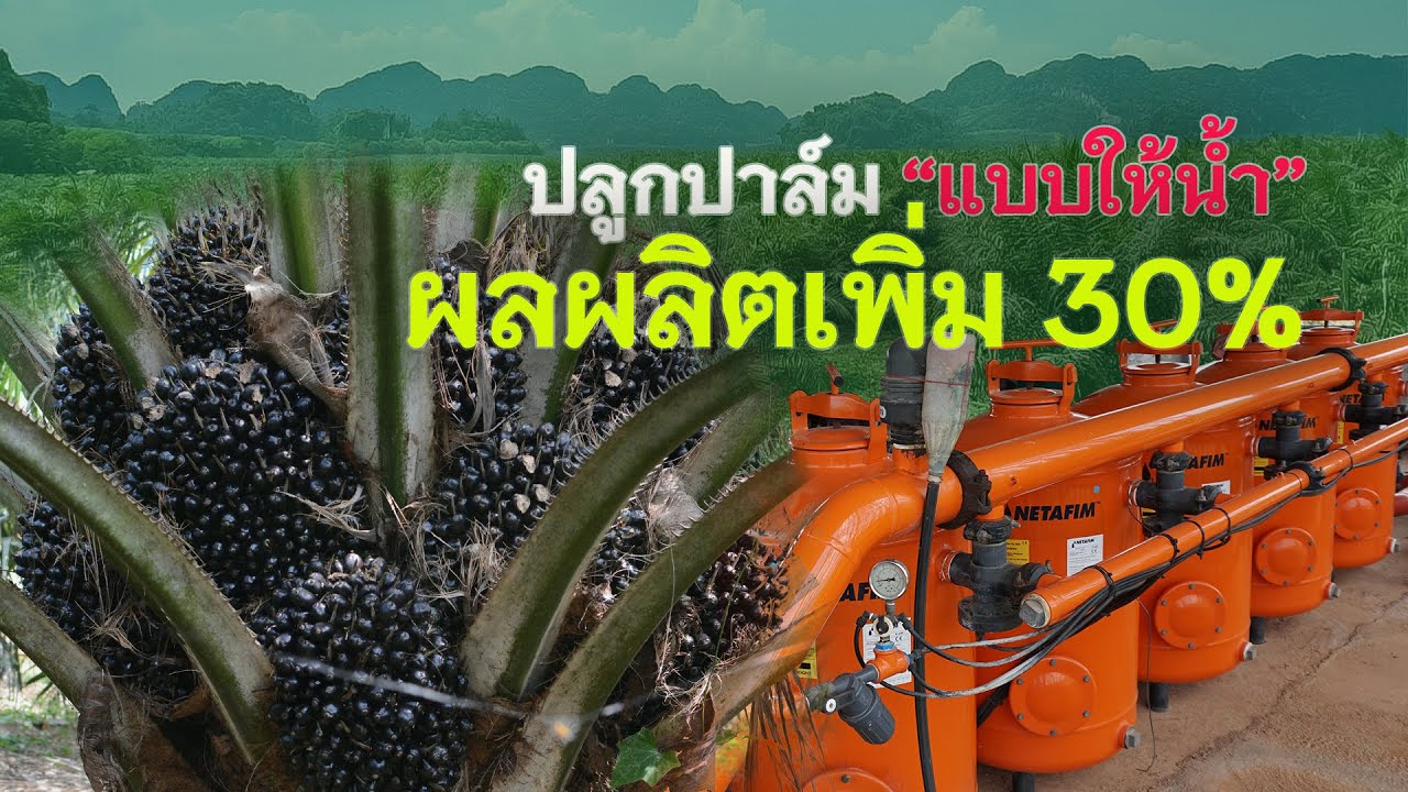 สวนปาล์มยูนิวานิช ปลูกปาล์ม แบบให้น้ำ ผลผลิตเพิ่มขึ้น 30%