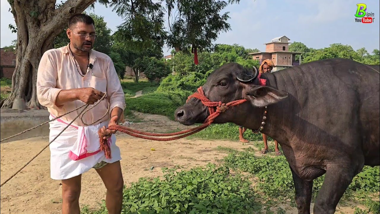 #अयोध्या के लिए गाजीपुर जिला से गिरी बाबा की गाय व मुर्रा पडीया बिक कर गई | Bipin Singh Dildarnagar