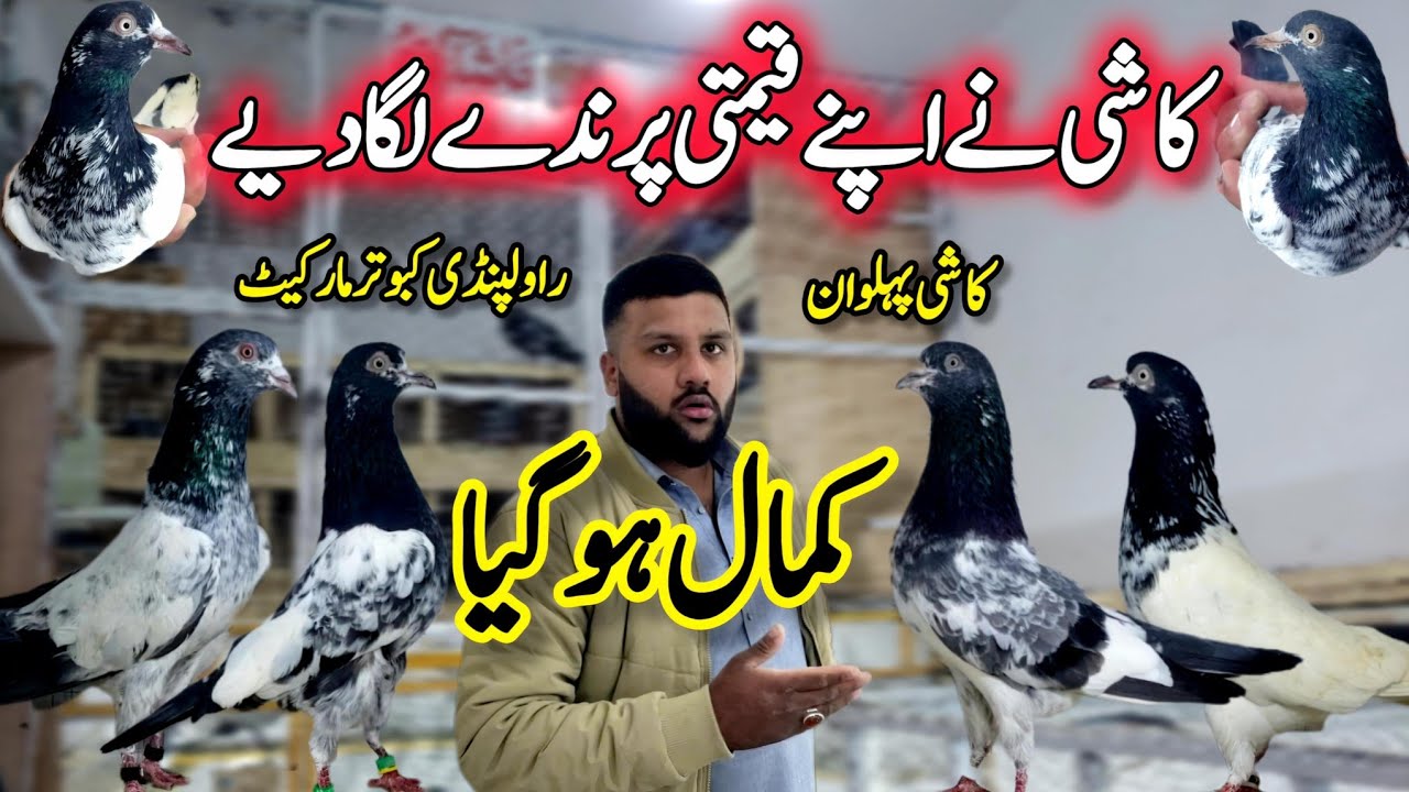 Supar Class Kabootar Khobsurat Collection🔥 || 0332-193-7025 || Taoband Joray 💯