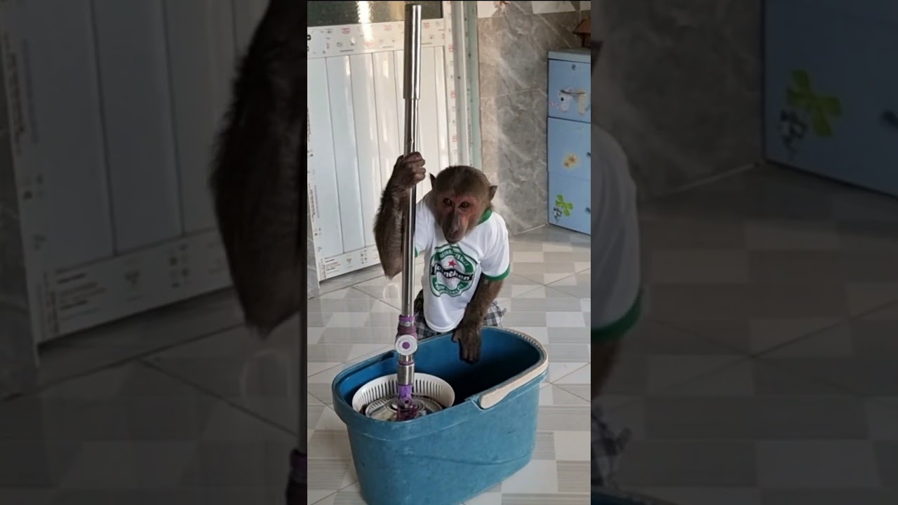 abu monkey cleaning the house