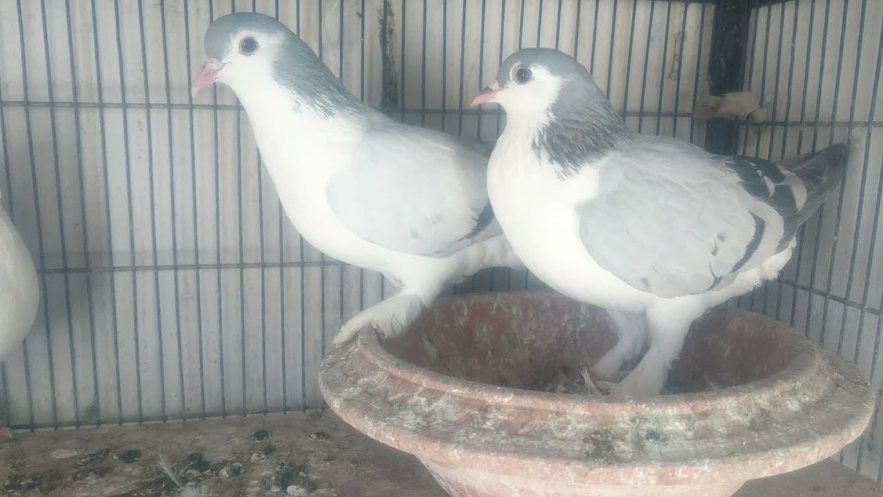 sherazi silver pigeon#birds #gola