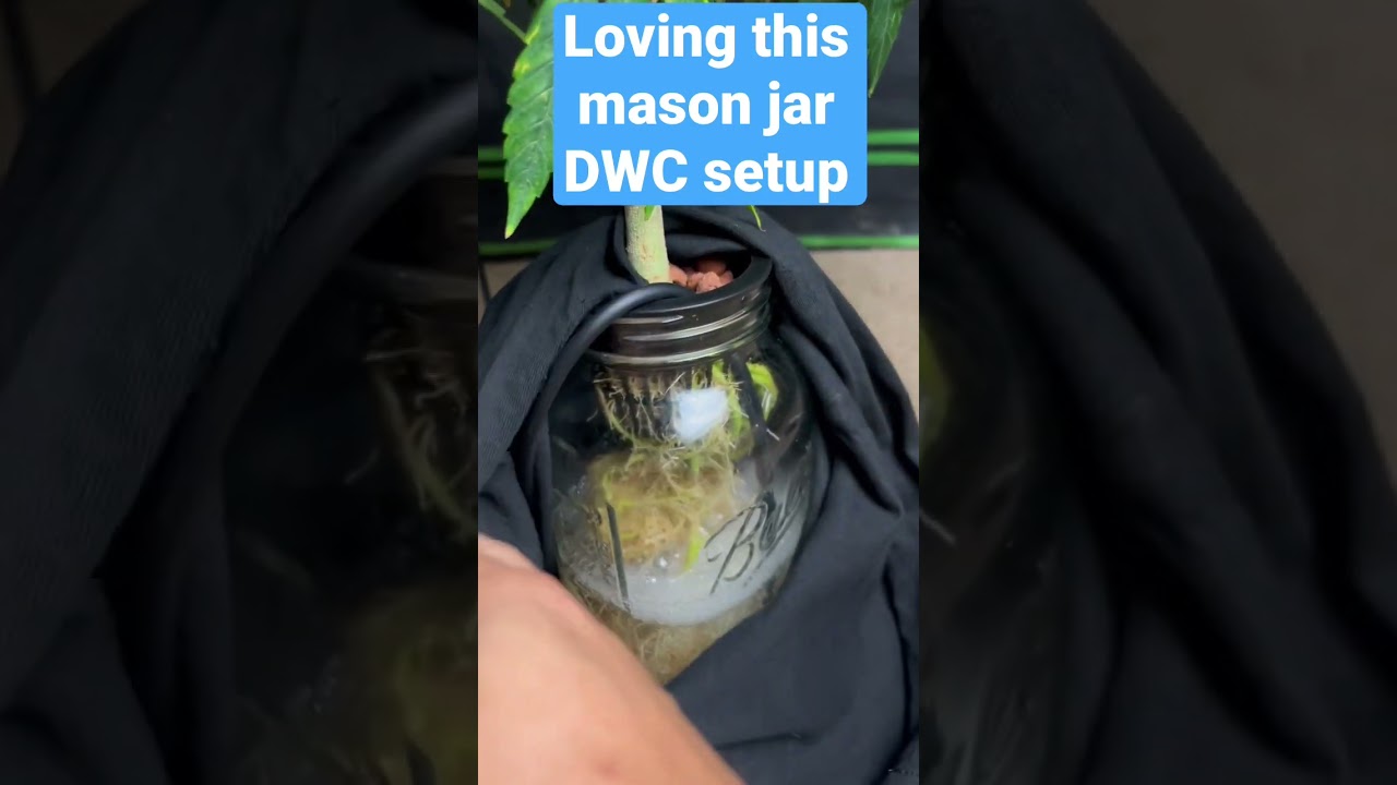 What&rsquo;s under there? DWC in a Mason Jar #hydroponics #dwc #plants