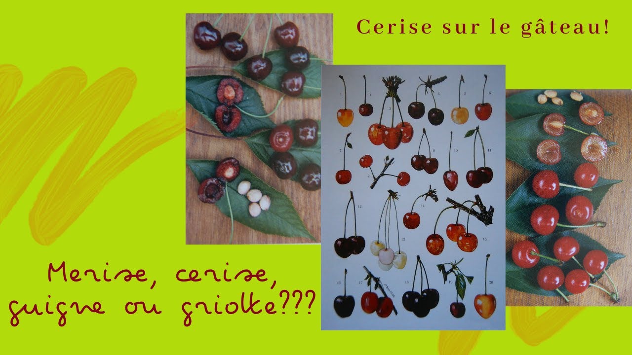 MERISES, CERISES, GUIGNES OU GRIOTTES ???