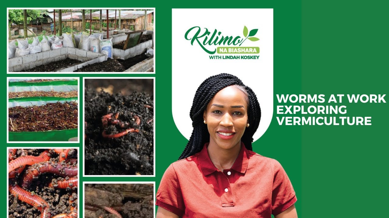 Worms at Work: Exploring Vermiculture Farming | Kilimo na Biashara