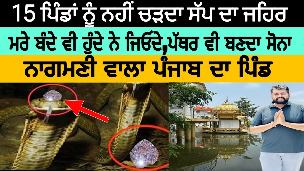ਪੰਜਾਬ ਚ ਲੱਭਿਆ ਨਾਗਮਣੀ ਵਾਲਾ ਇਕਲੌਤਾ ਪਿੰਡ 15 ਪਿੰਡਾਂ ਨੂੰ ਨਹੀਂ ਚੜਦਾ ਸੱਪ ਦਾ ਜਹਿਰ